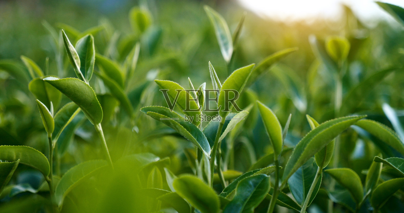 绿色茶树的新鲜叶子在生态草药农场。茶树种植园在早晨的阳光下。新鲜的天然草本田园。饮用有机放松保健植物。农场里的绿茶树照片摄影图片