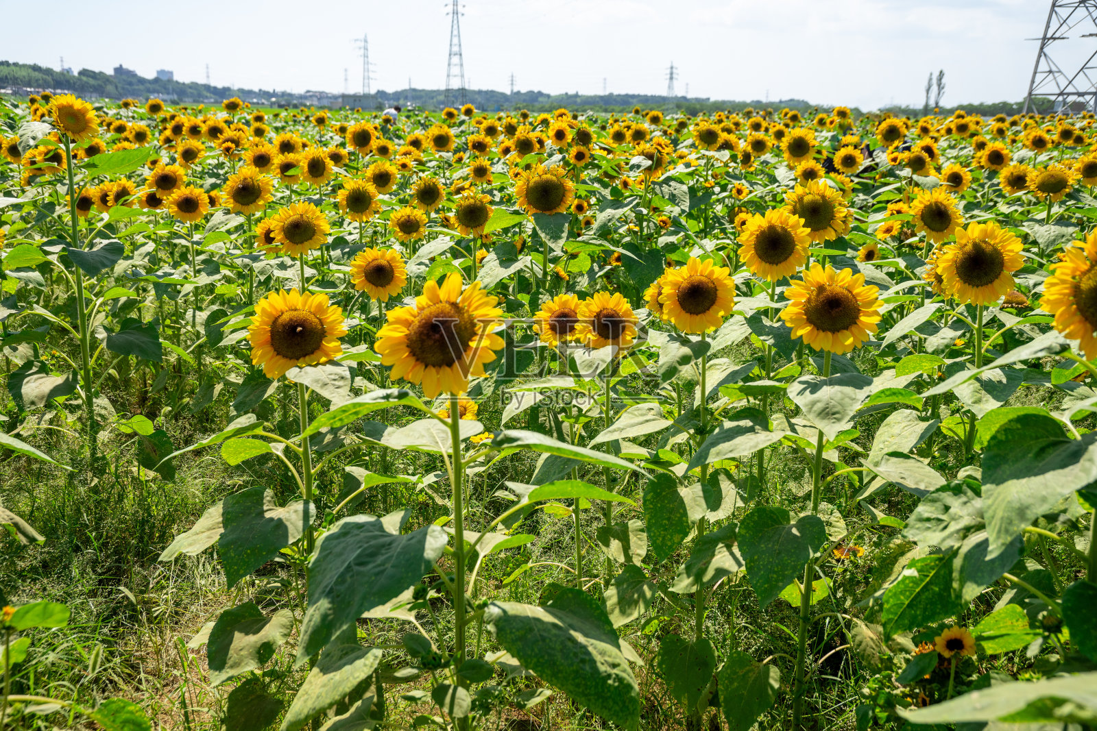 向日葵有向日葵田和蓝天。照片摄影图片