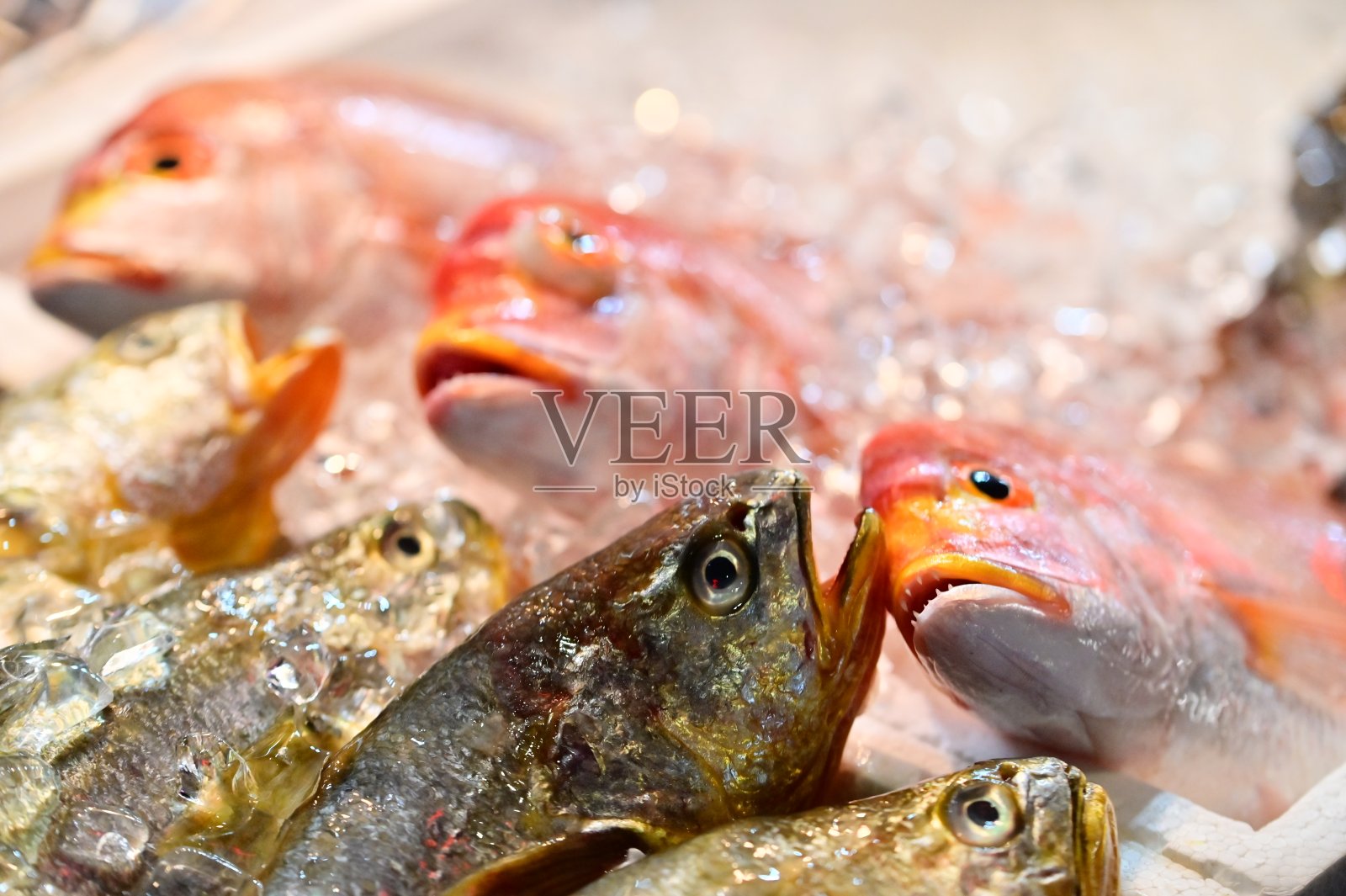 南机场夜市的新鲜海鲜照片摄影图片