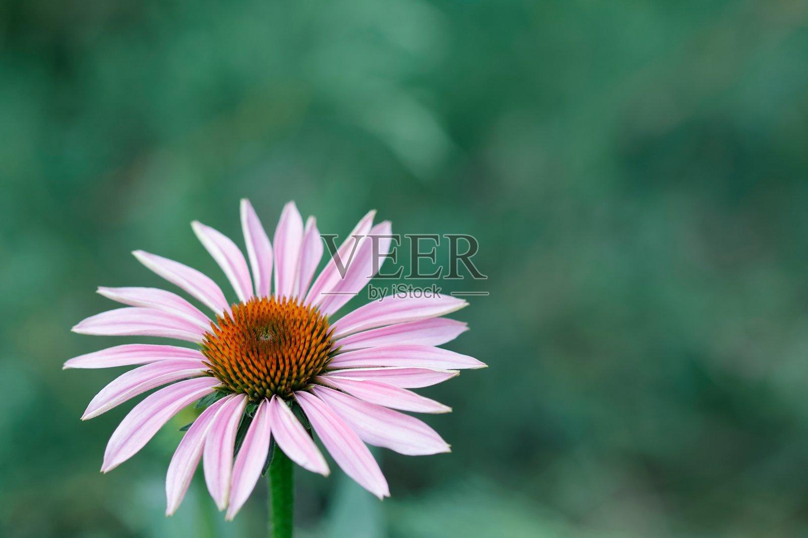 单瓣粉红色圆锥花特写照片摄影图片