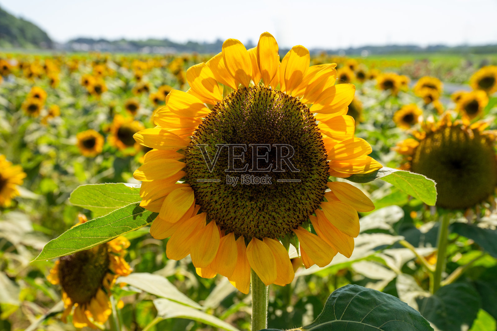 向日葵有向日葵田和蓝天。照片摄影图片