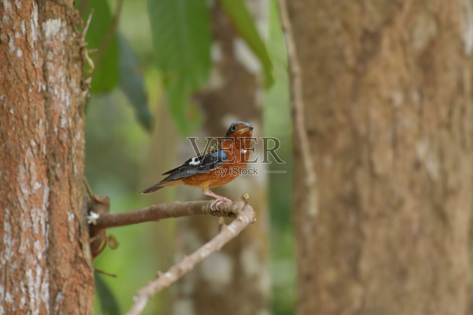 白喉岩鸫照片摄影图片