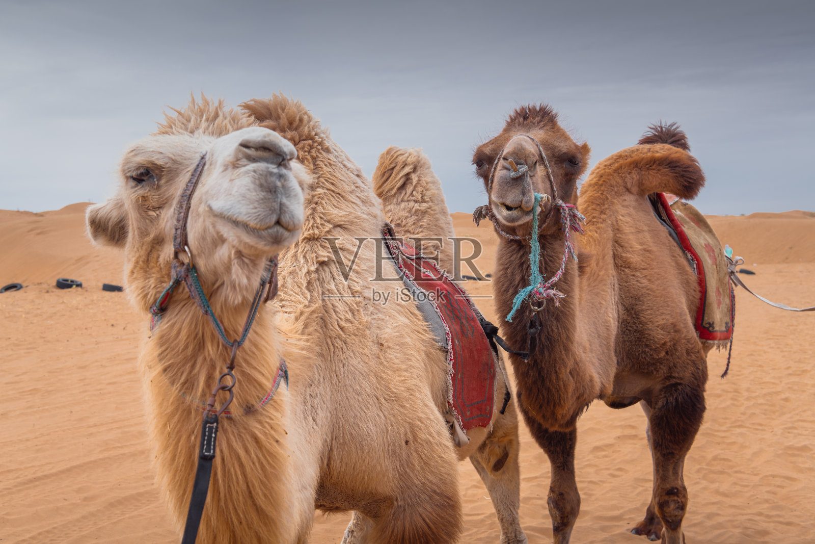 中国内蒙古沙漠中三只滑稽骆驼的特写照片摄影图片