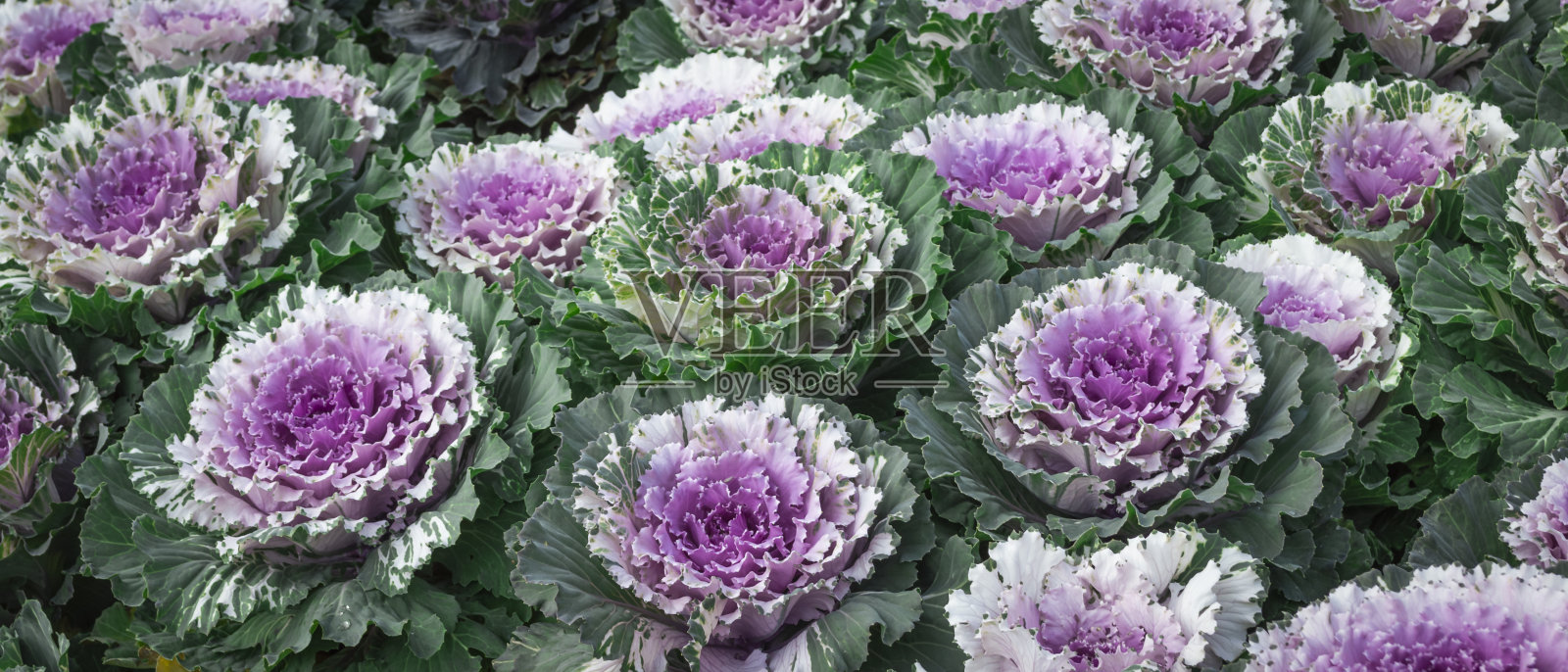 用紫花装饰的卷心菜照片摄影图片