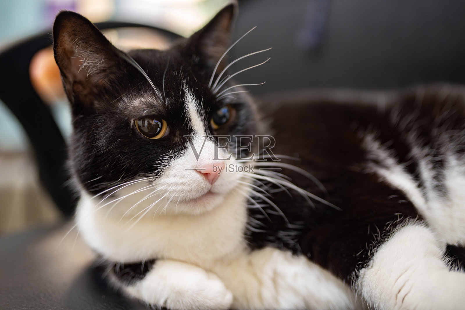 家猫又偷了一把椅子照片摄影图片