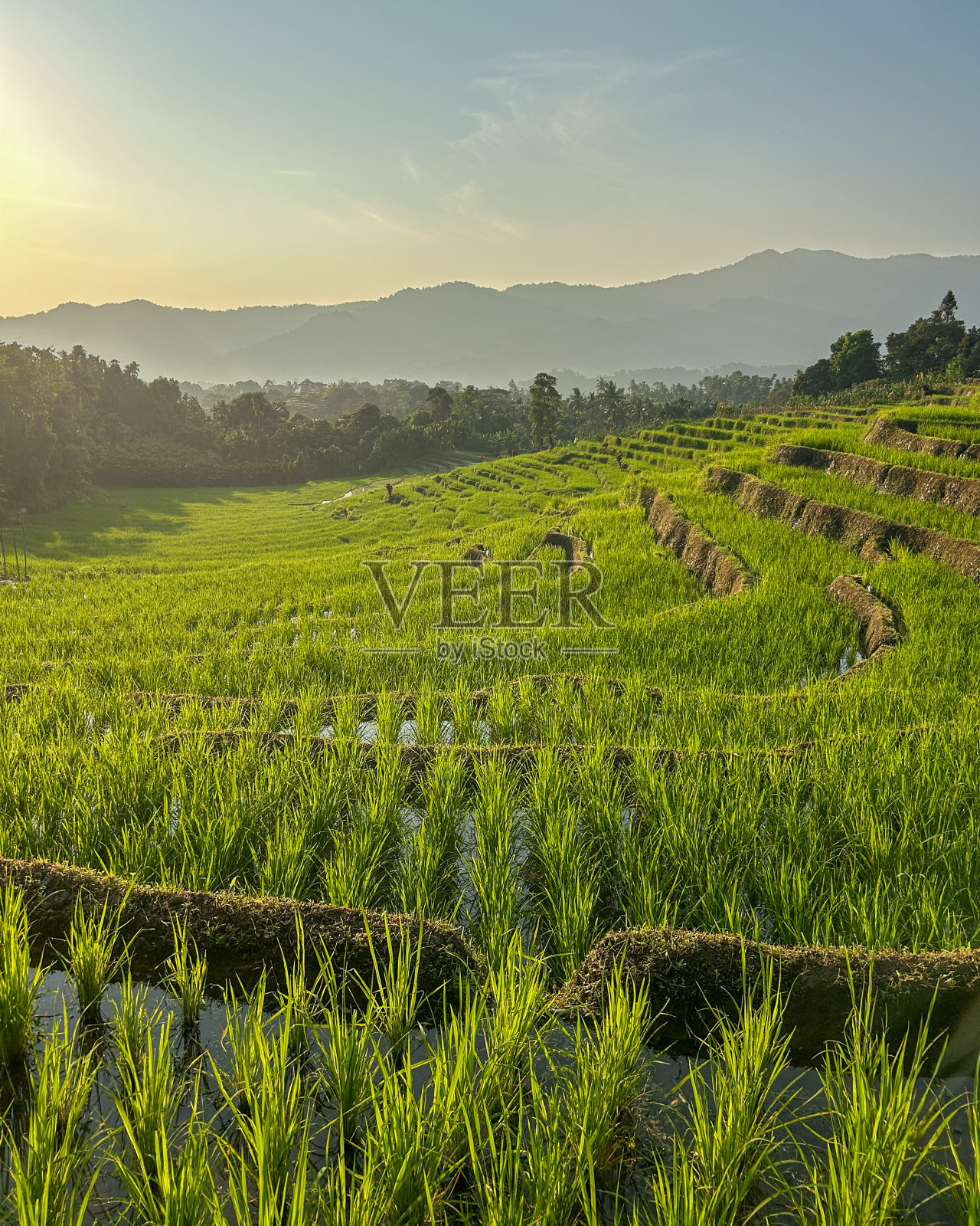 美丽的水稻梯田与早晨的阳光在西博兰吉特，北苏门答腊照片摄影图片