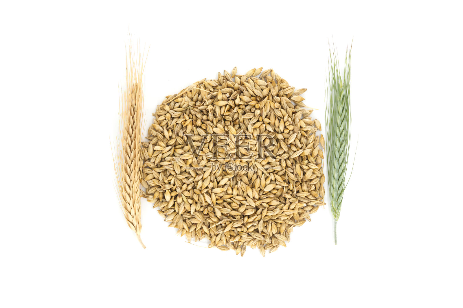 大麦种子，外皮上有白色的穗子照片摄影图片