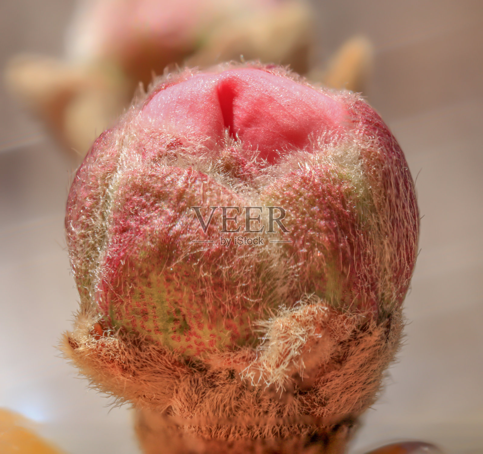 梅花花蕾照片摄影图片