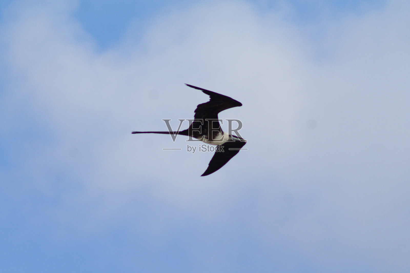 海鸥飞照片摄影图片