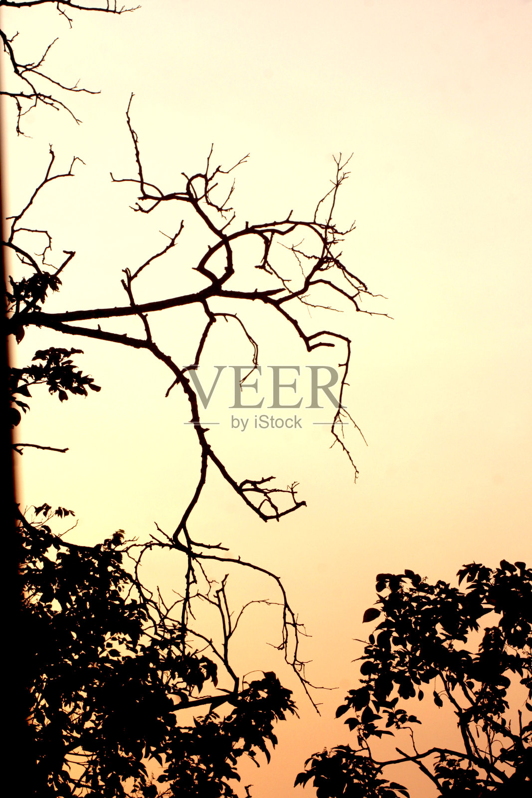 一棵树的剪影照片摄影图片