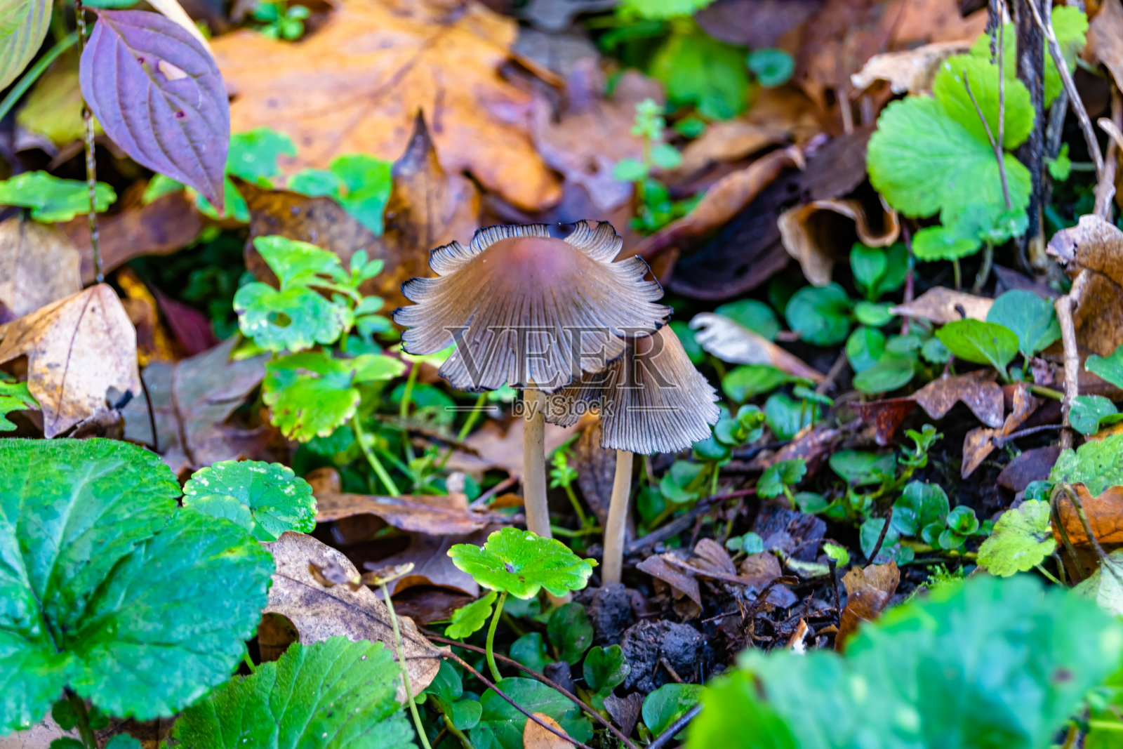以树叶为背景的森林中美丽的大毒蕈为主题的摄影照片摄影图片