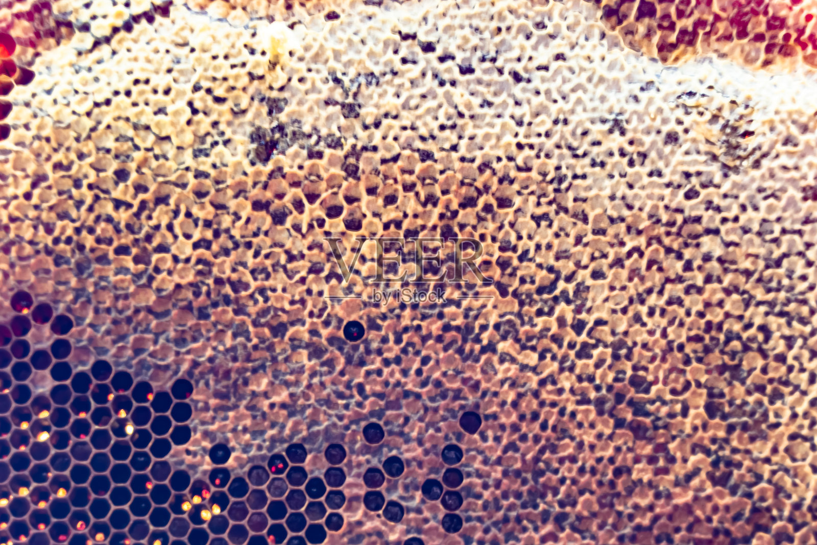 一滴蜜蜂的蜂蜜从装满金色花蜜的六边形蜂巢中滴下照片摄影图片