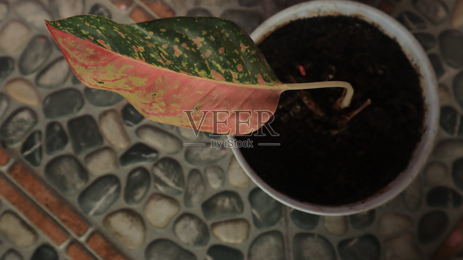 阅读Caladium Keladi照片摄影图片