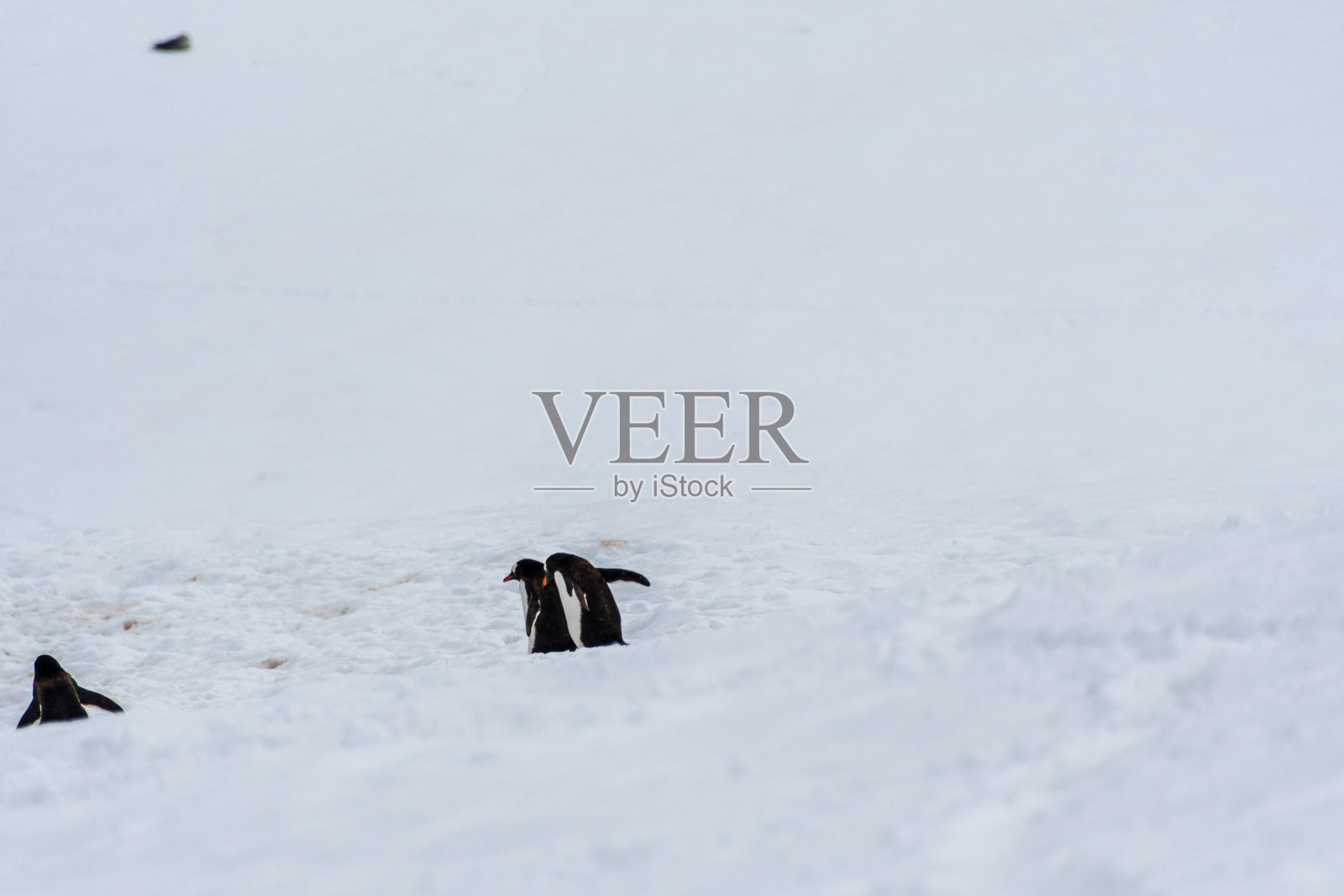 在丹科岛的巴布亚殖民地照片摄影图片