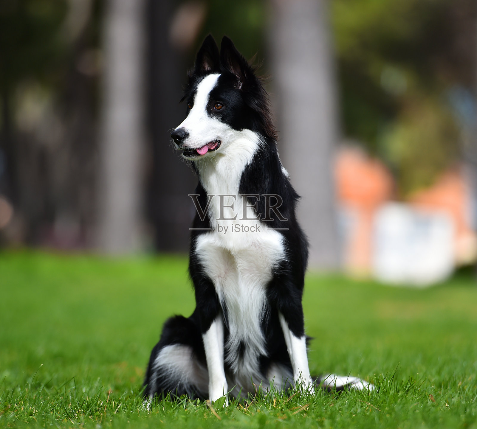 边境牧羊犬照片摄影图片