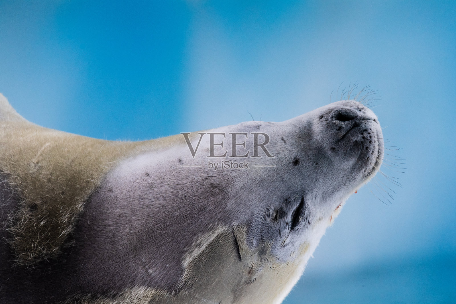 在冰层上休息的食蟹海豹照片摄影图片