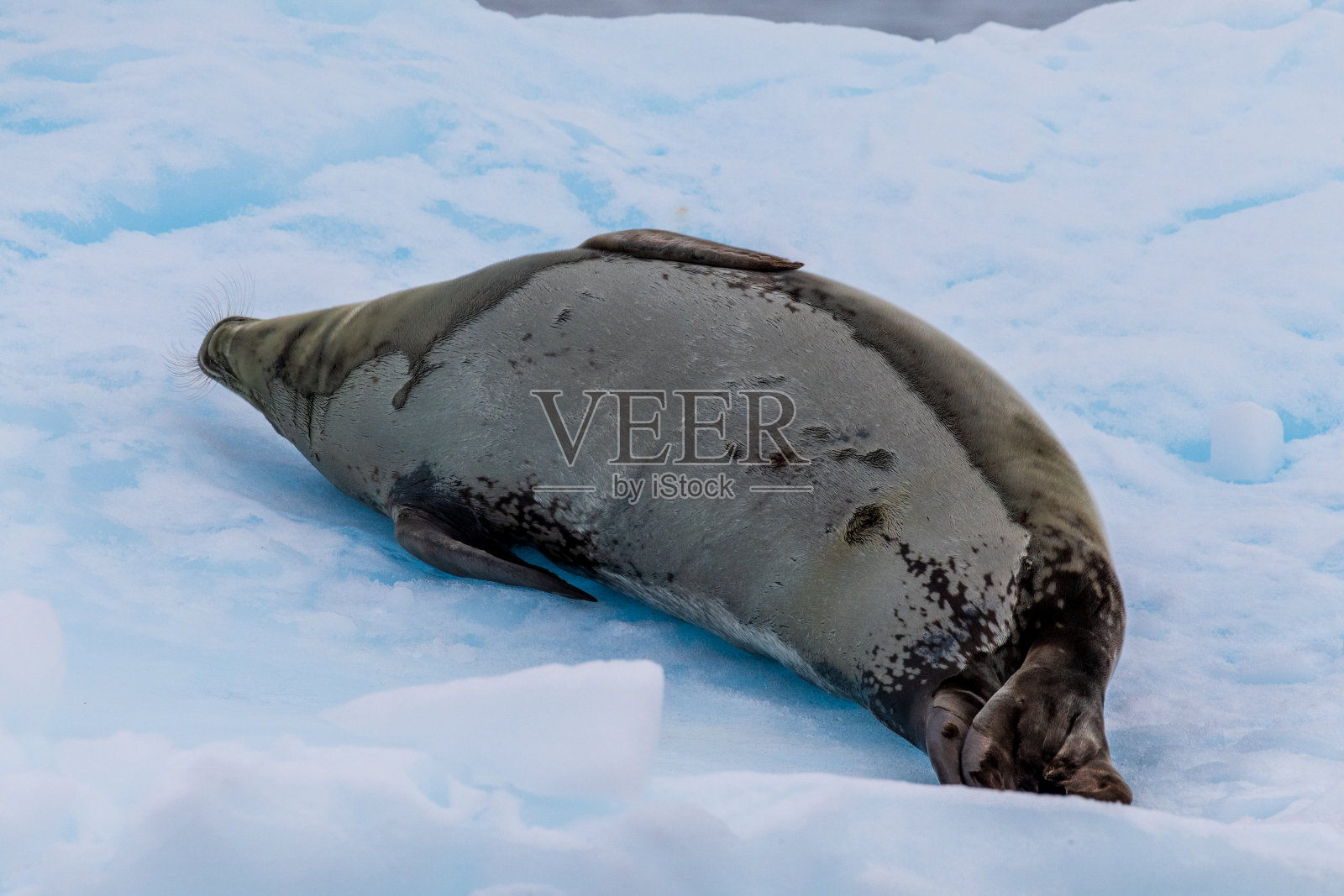 威德尔海豹的特写照片摄影图片