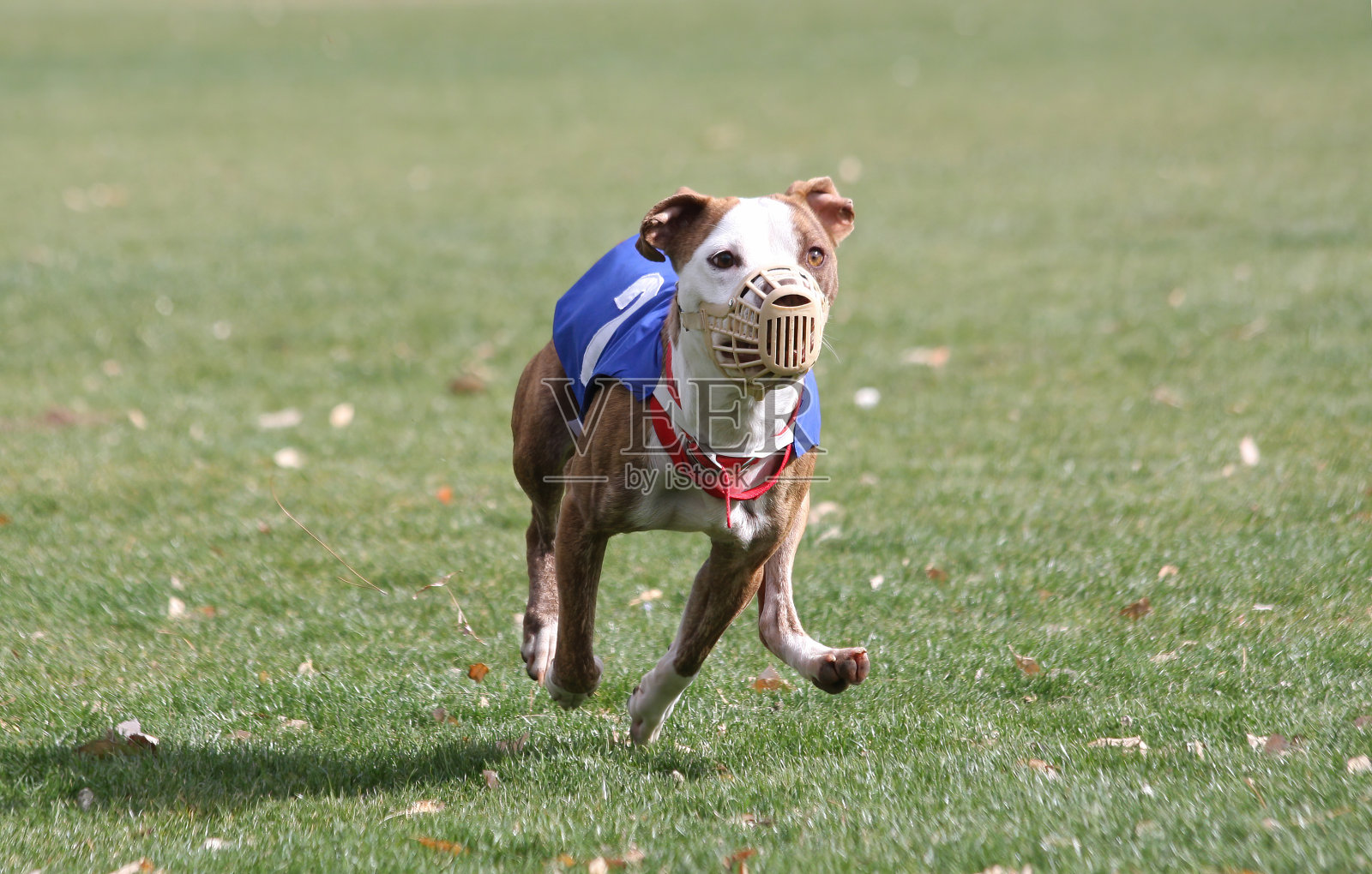 在诱饵比赛中，戴着口套和比赛背心的混血狗照片摄影图片