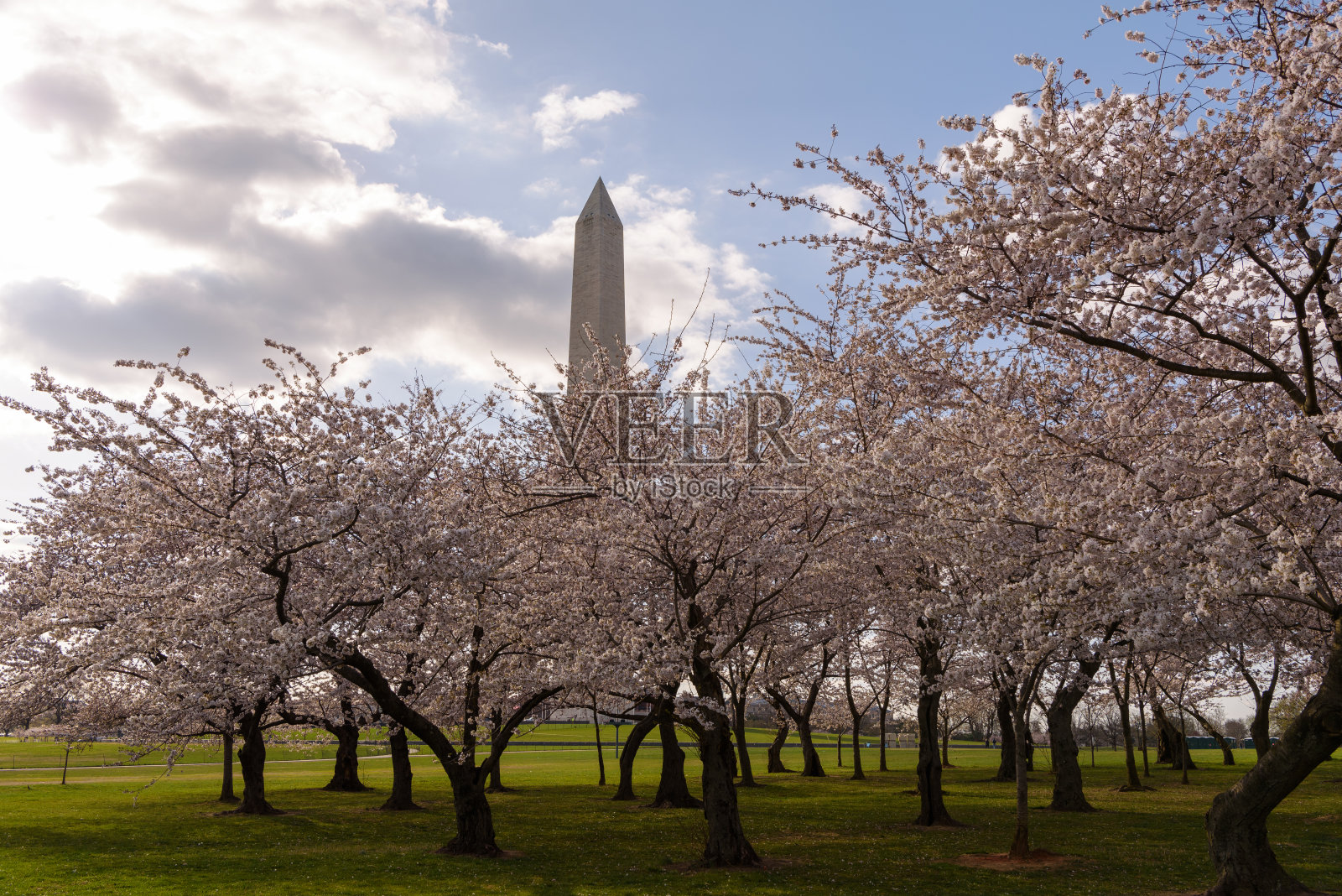 美国华盛顿特区国家广场上的华盛顿纪念碑和春天五颜六色的樱花树照片摄影图片