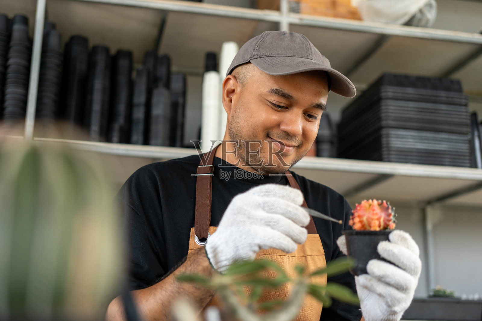 仙人掌护理收获。农民仙人掌人在温室后院工作。快乐园丁在温室检查手套和围裙的缺陷。用泥土或泥土在花盆中种植。照片摄影图片