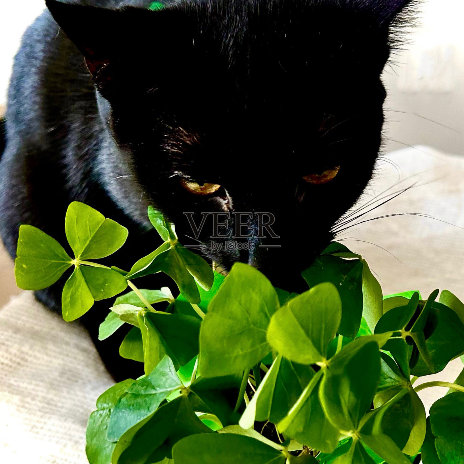 圣帕特里克节黑猫嗅三叶草照片摄影图片