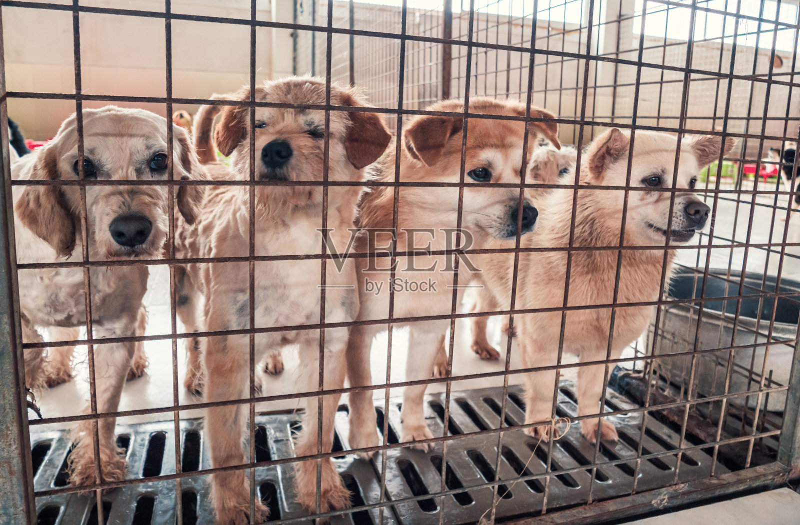 在动物收容所的栅栏后面，孤独悲伤的被遗弃的流浪狗。人类最好的朋友，等待一个永远的家。动物救援概念照片摄影图片