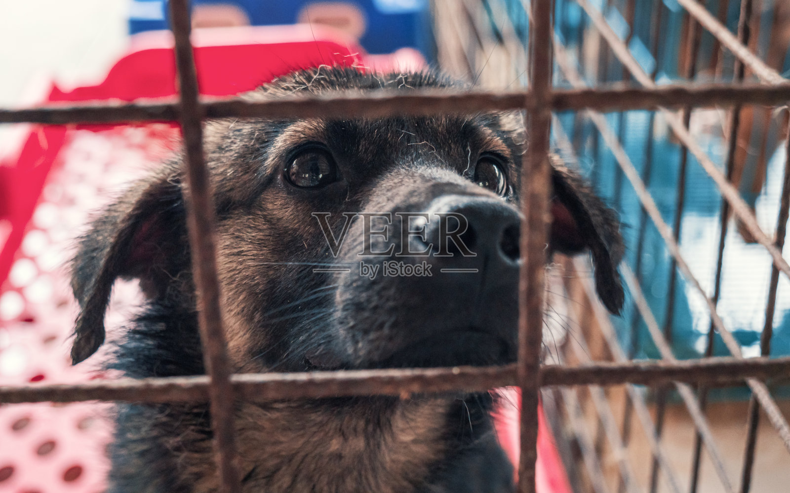 动物收容所栅栏后孤独悲伤的流浪狗的肖像。人类最好的朋友正在等待一个永远的家。动物救援概念照片摄影图片