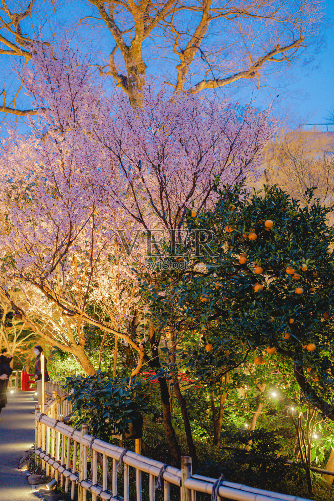 美丽的樱花在东京的花园里绽放照片摄影图片