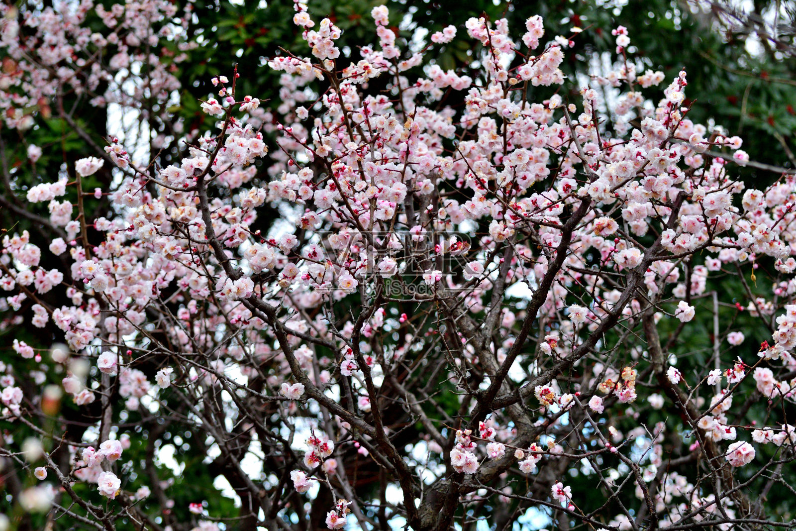 东京，日本公园里盛开的梅花照片摄影图片