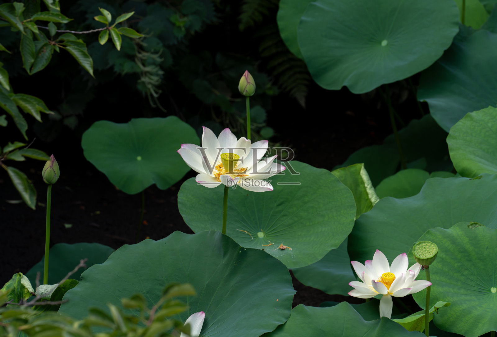 日本京都盛开的荷花照片摄影图片