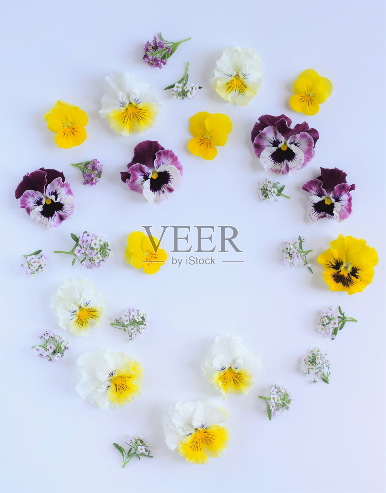 白色背景上的三色堇花照片摄影图片