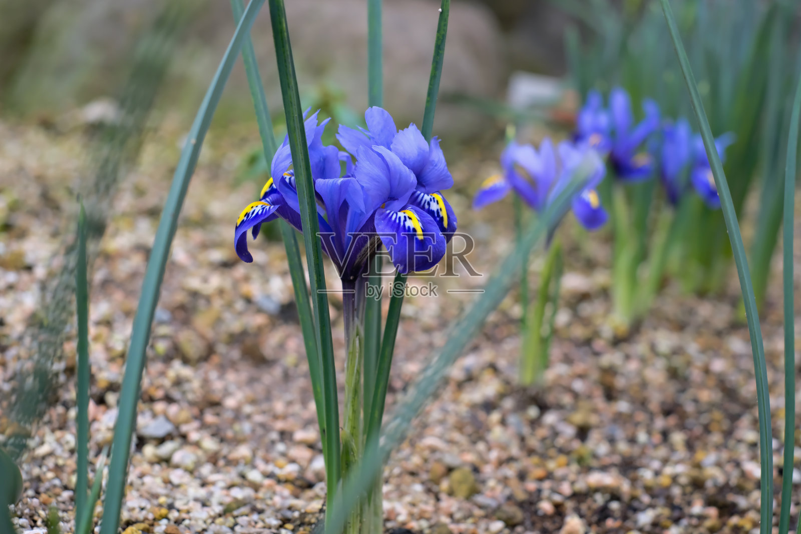 这是一张蓝色迷你虹膜的照片照片摄影图片