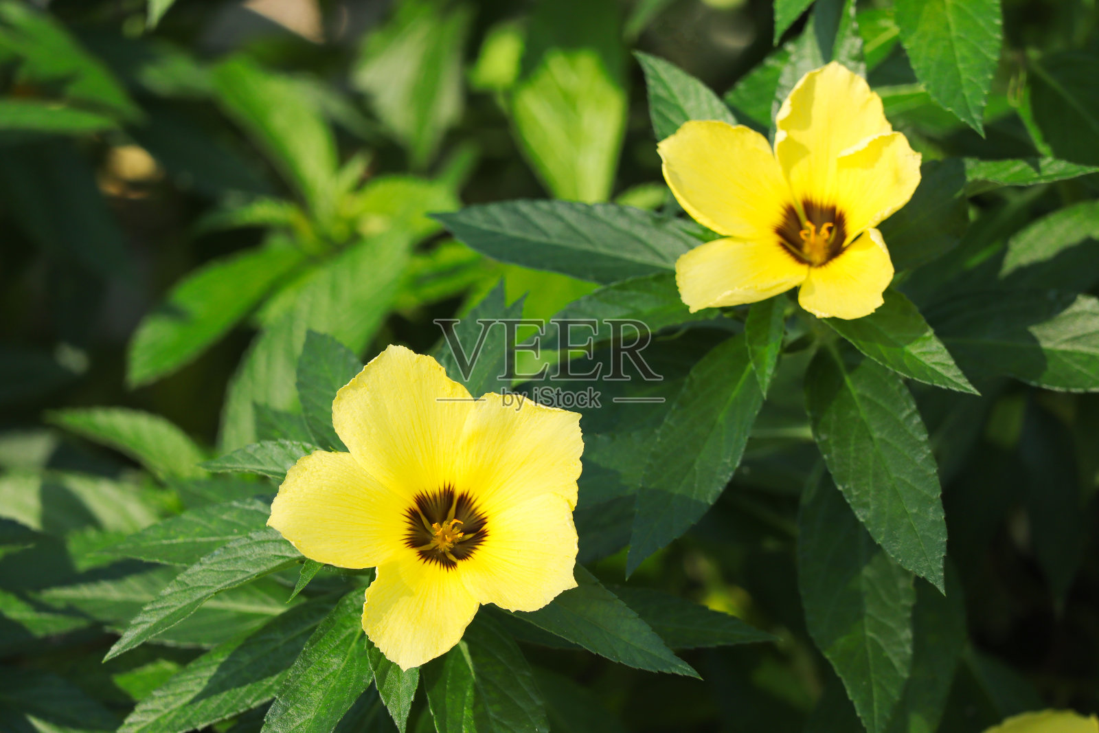 美丽的黄鼠尾草玫瑰花。杜鹃花或通常被称为八点钟花在花园里盛开的特写。照片摄影图片