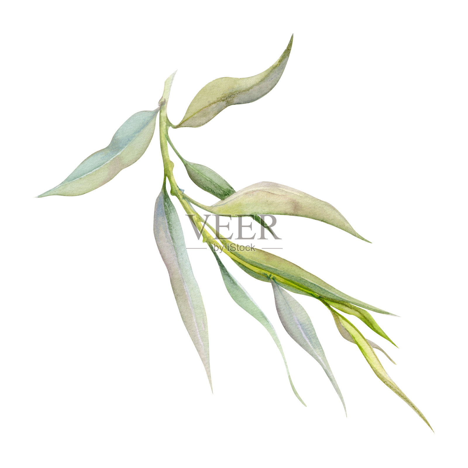 手绘水彩插图植物的叶子。红木、白蜡、橡树、金合欢、黑木、柳树、刺叶、桉树、月桂枝。白色背景上孤立的单一物体。设计婚礼，爱情卡片，商店插画图片素材