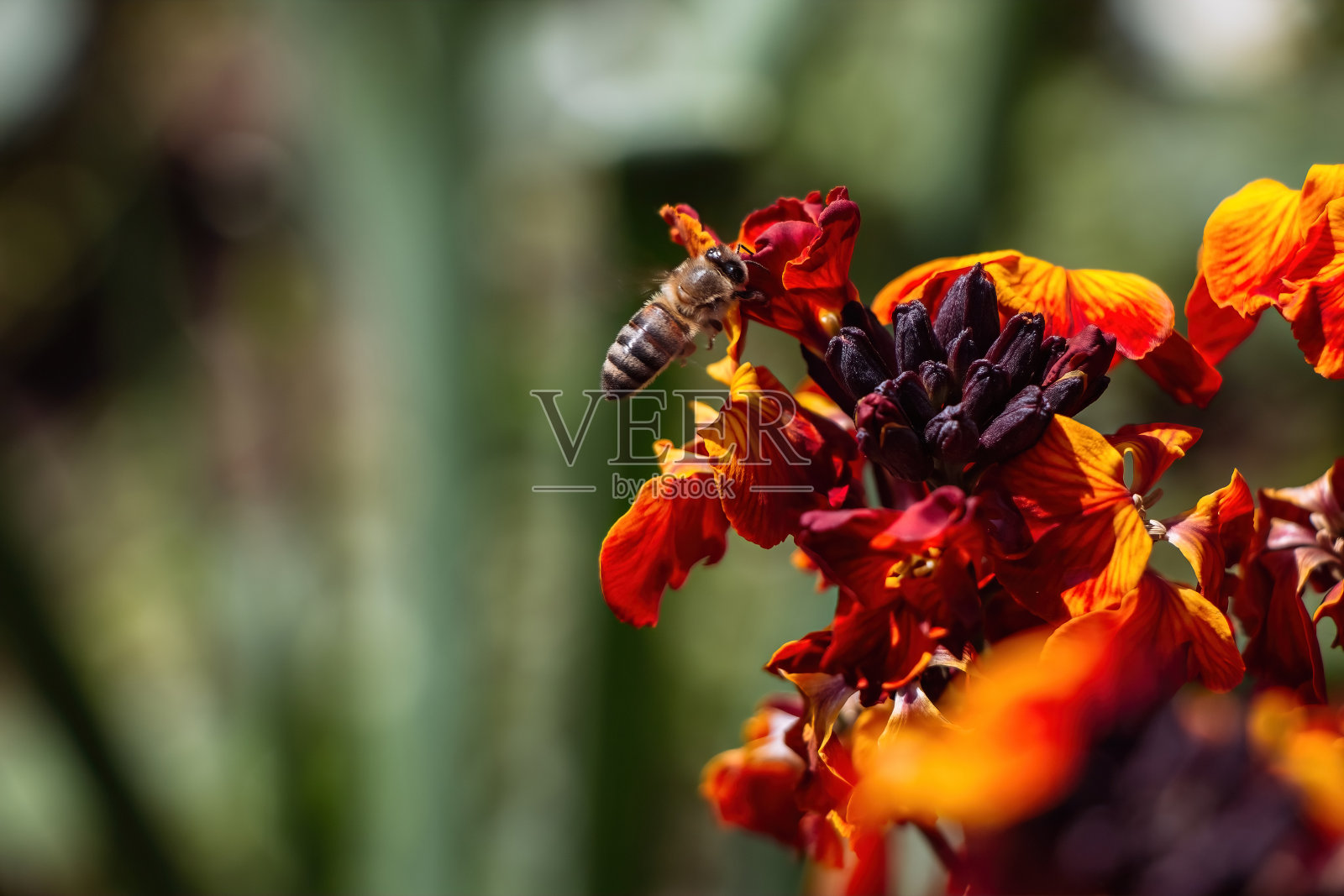 蜜蜂在黄花上采集花粉。照片摄影图片