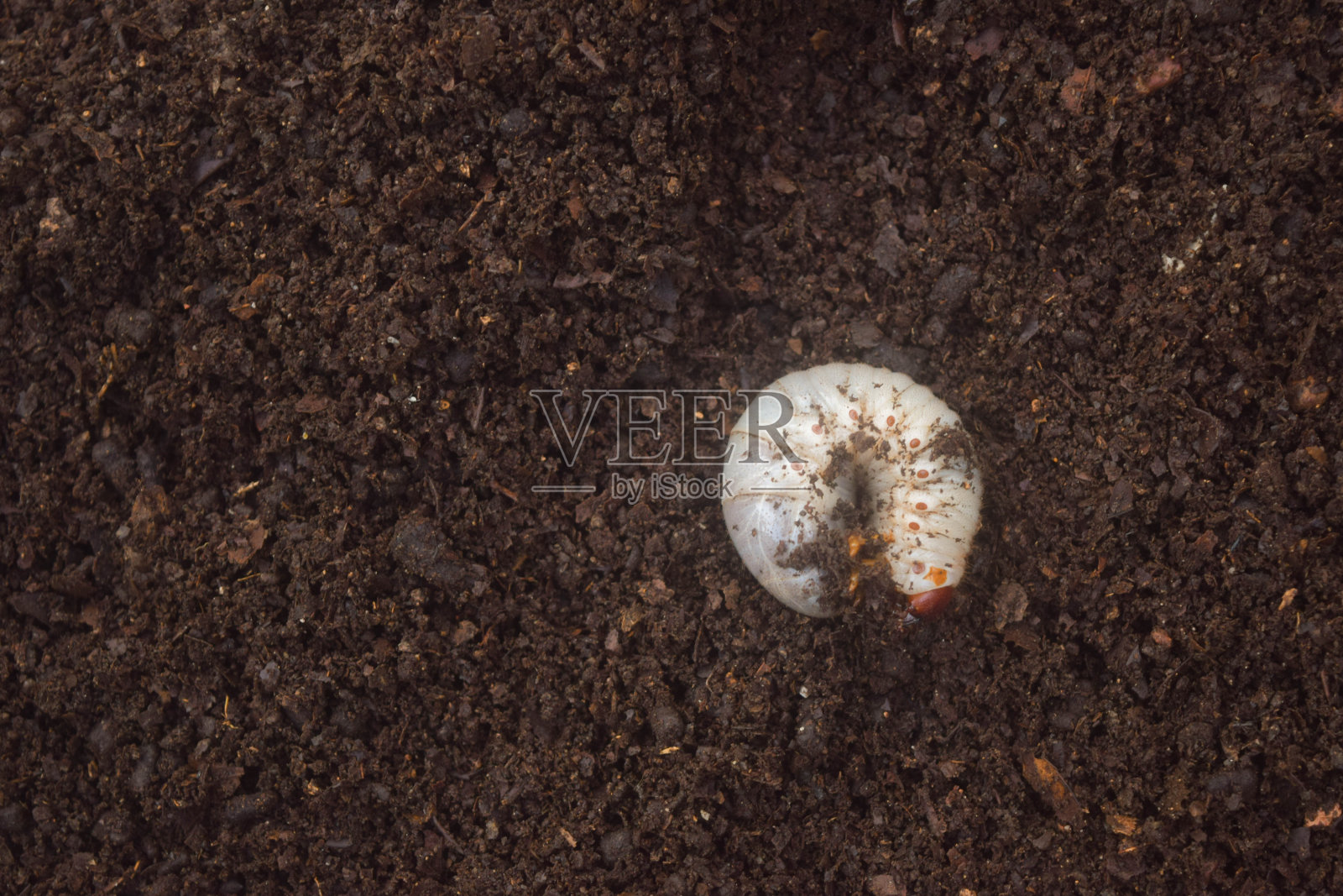 甲虫蛆照片摄影图片