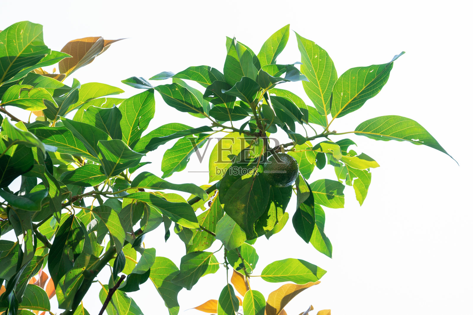 柠檬长在花园里的树上照片摄影图片