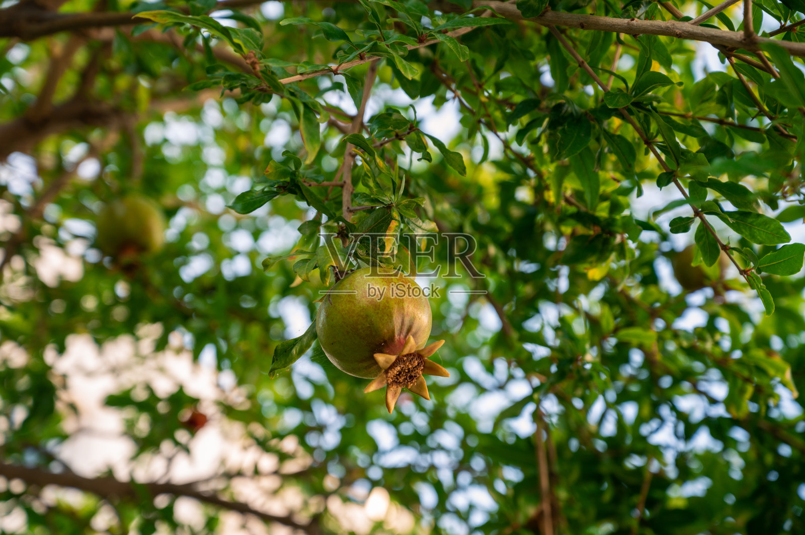 石榴树上的石榴果实照片摄影图片
