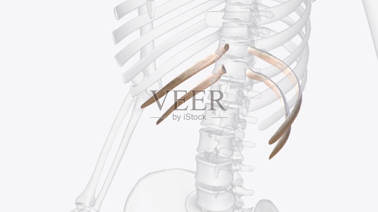 浮肋也被称为椎肋照片摄影图片