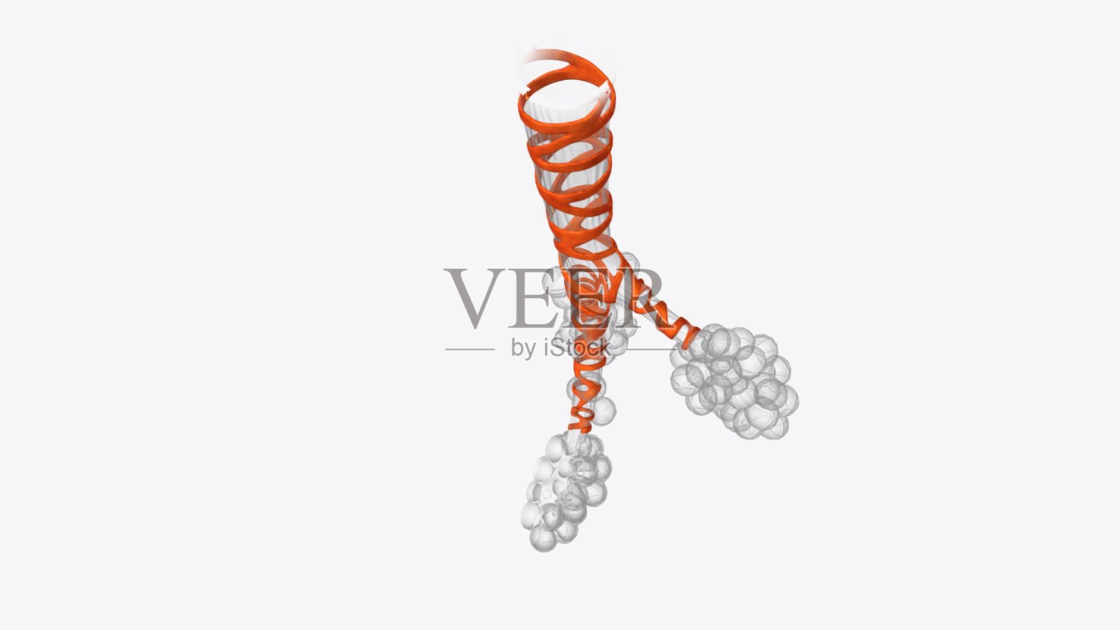 平滑肌是一种不随意的非横纹肌，之所以叫平滑肌，是因为它没有肌节，因此没有条纹照片摄影图片