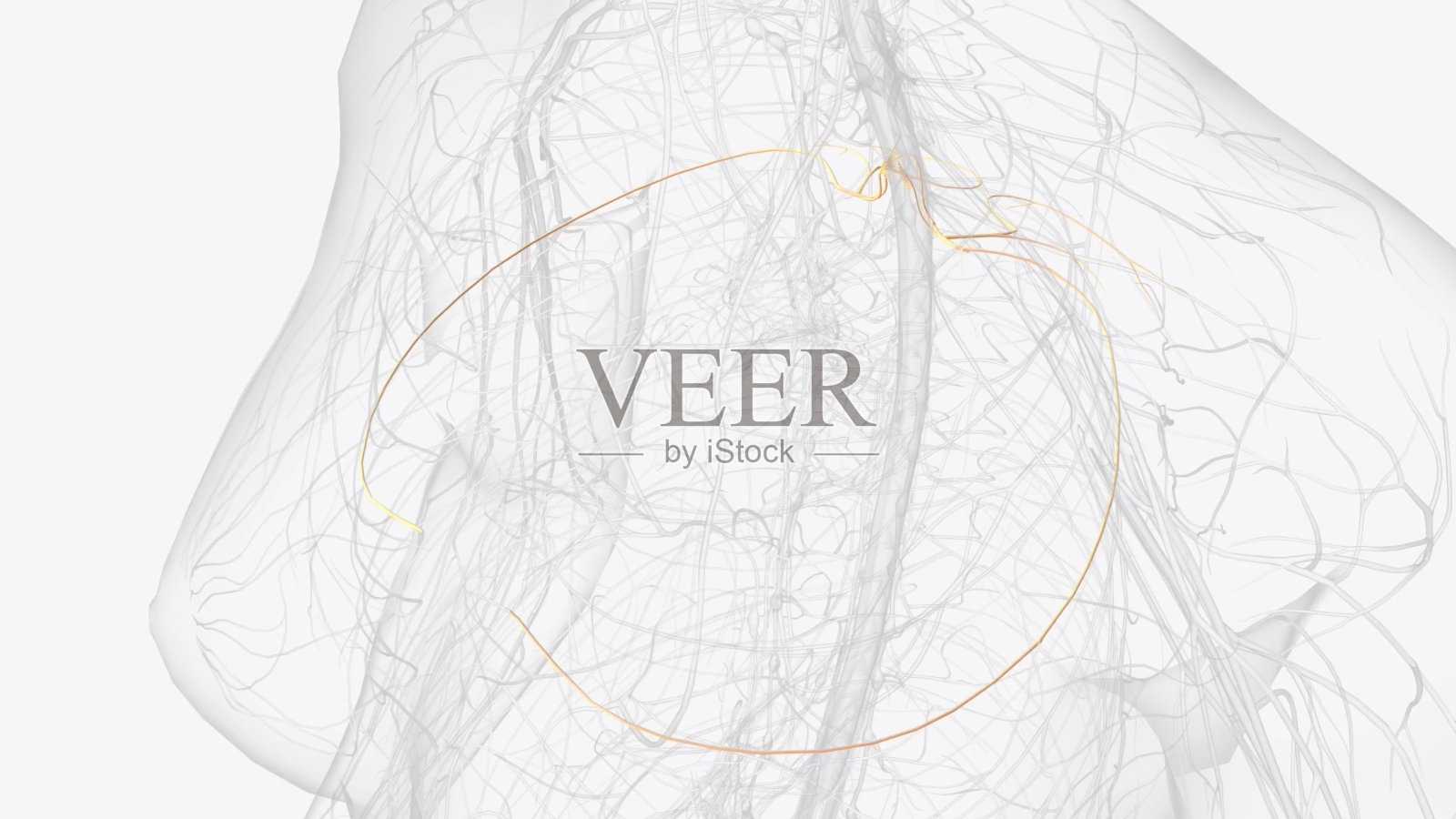 T3, T4, T5主要负责供应胸部和胸腔的上部器官照片摄影图片