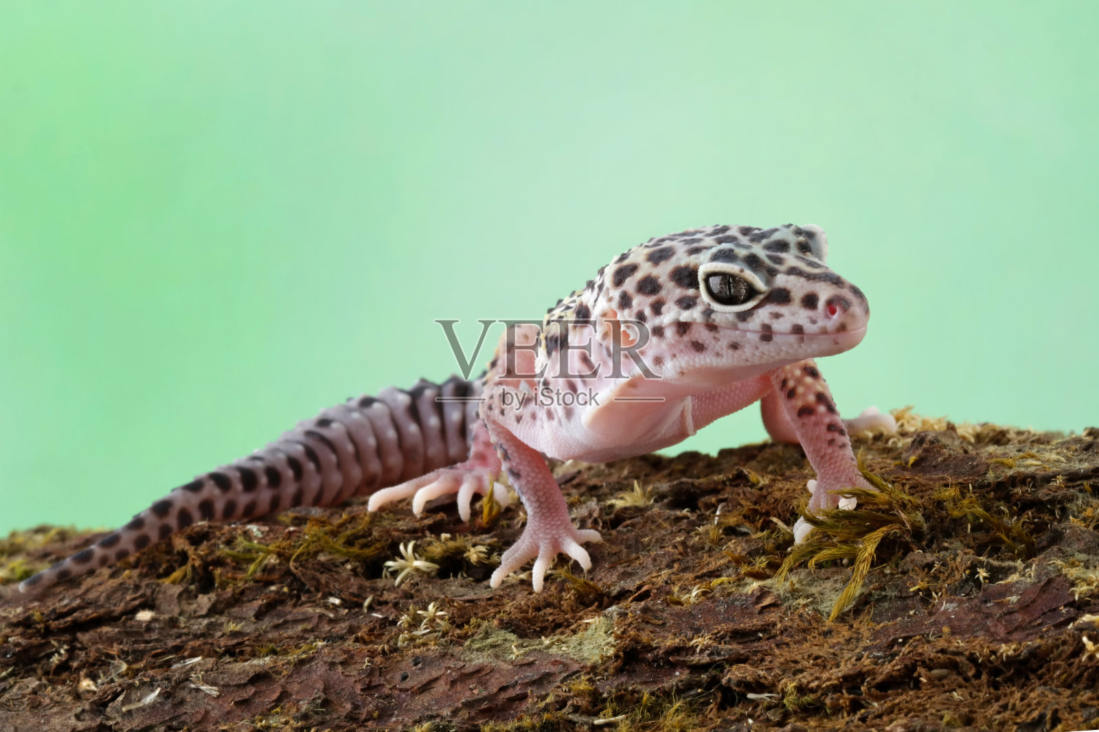 坐在木头上的肥尾壁虎照片摄影图片