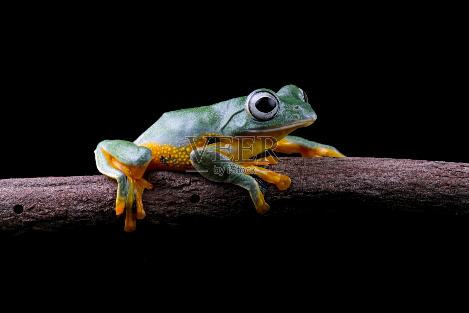 飞在树枝上的树蛙，reinwardtii照片摄影图片