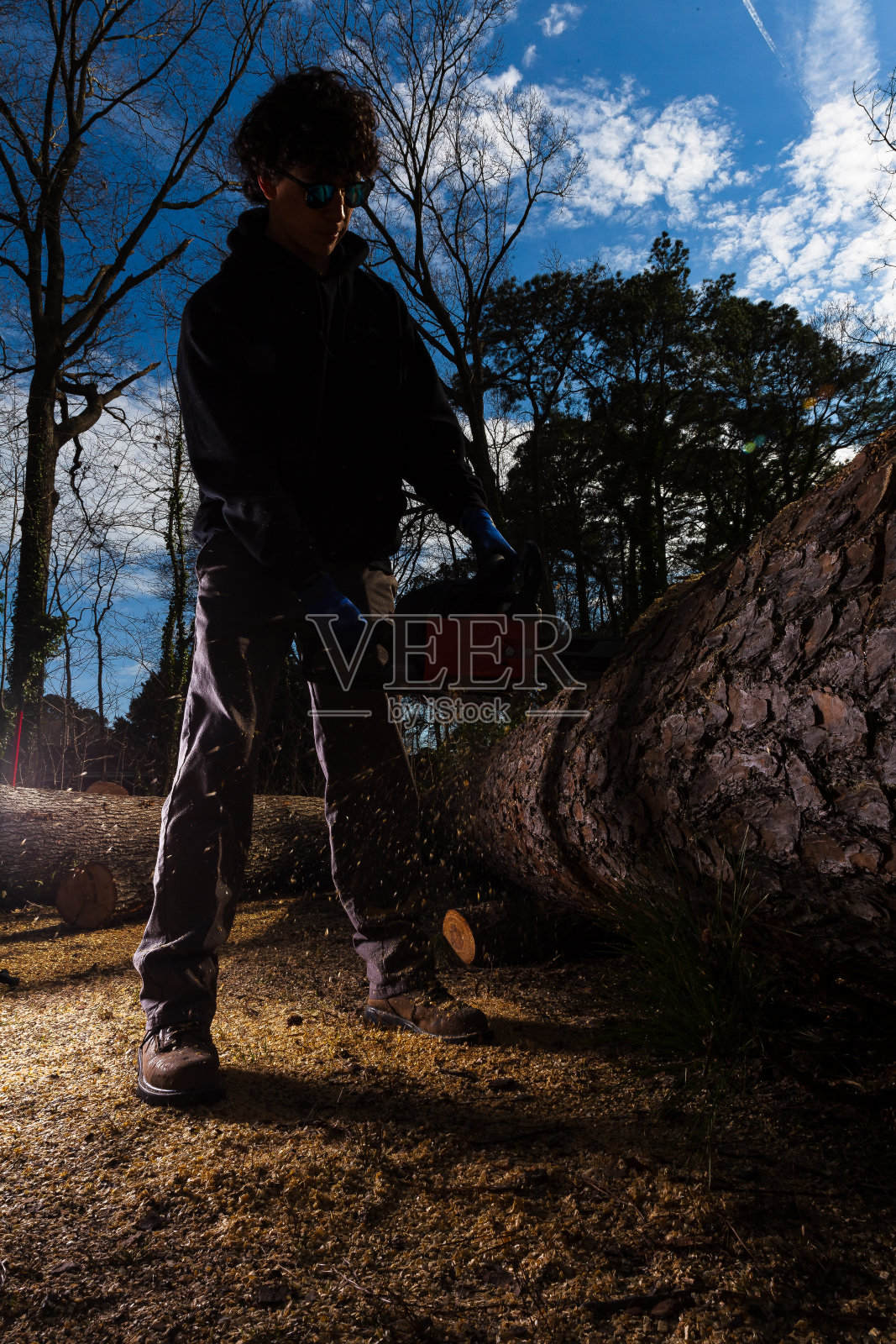 年轻人正在用链锯砍大橡树照片摄影图片