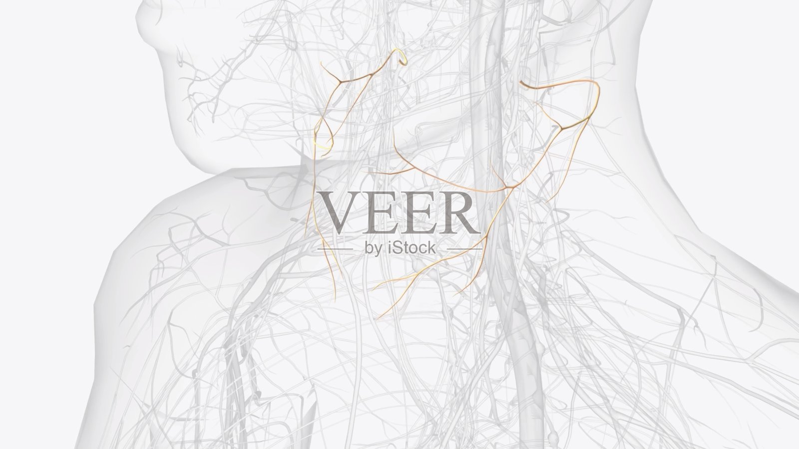 颈横神经是颈丛的一个感觉分支支配颈前外侧照片摄影图片