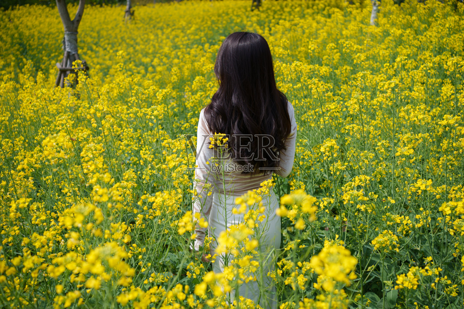 女人回到了花海照片摄影图片