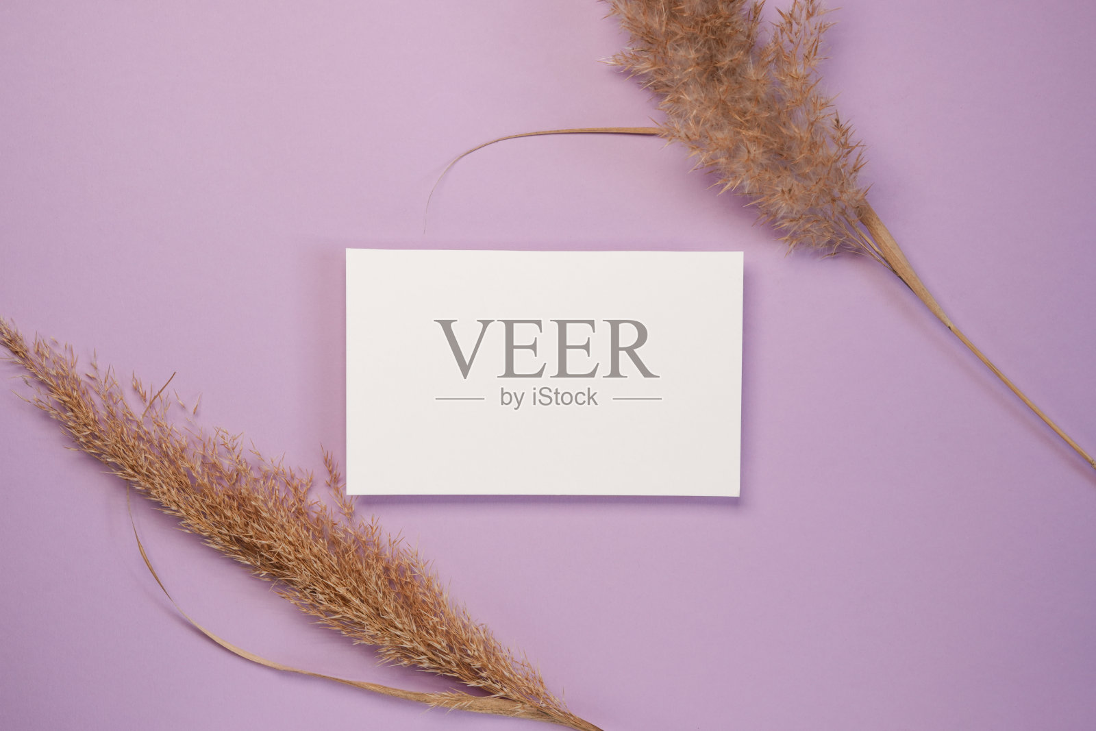 创意布局干潘帕斯草原芦苇和纸卡片笔记浅紫色的背景。简约、时尚、潮流概念。平铺，俯视图，复制空间。照片摄影图片