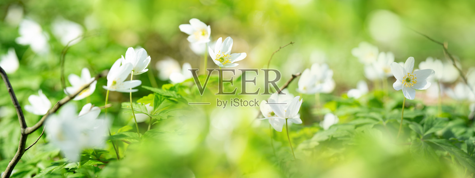 绿色春天背景的灌木海葵照片摄影图片