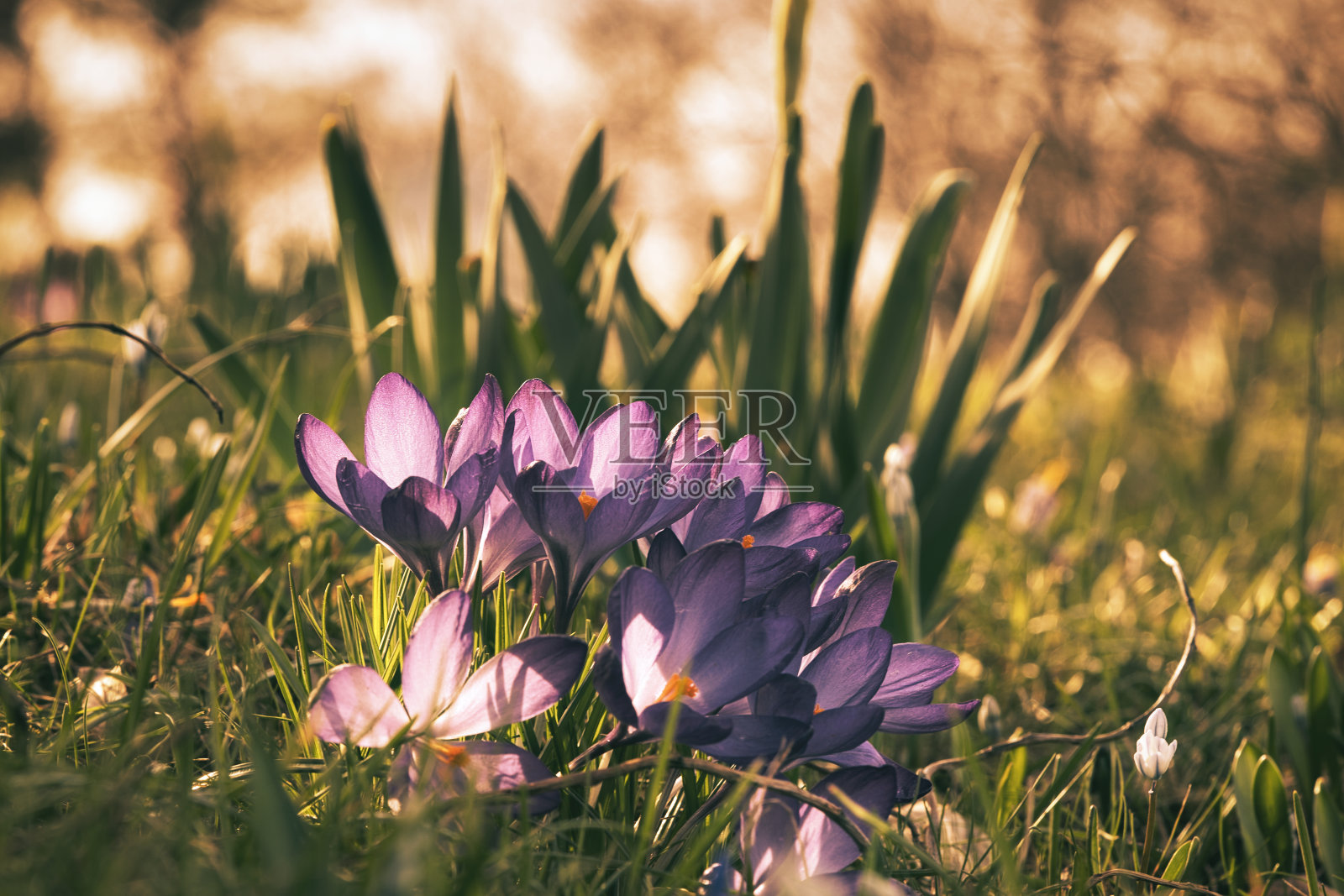在柔和温暖的光线下，草地上的番红花。春天的花预示着春天的到来。花照片摄影图片