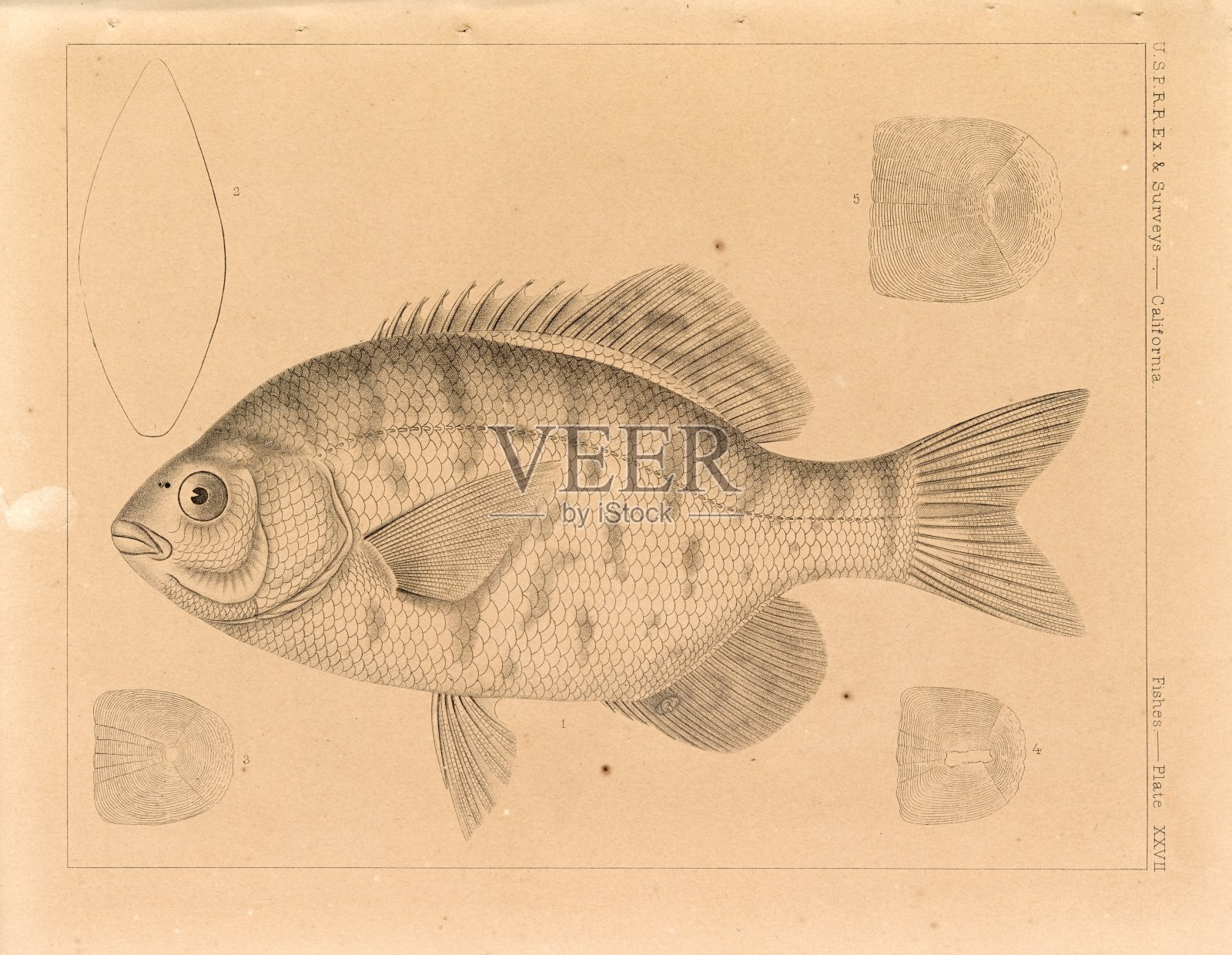 黑色鲈鱼，线条艺术插图，USPRR调查美国野生动物板块插画图片素材